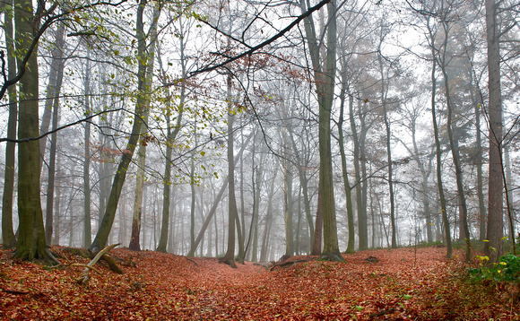 Montferland woods, the Netherlands