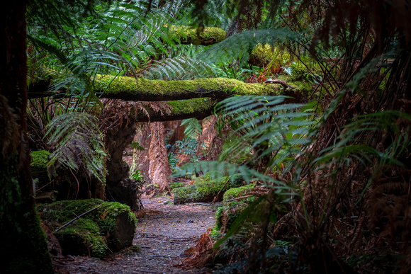 Forest Tasmania