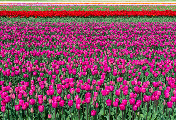 Tulips, in the Netherlands.