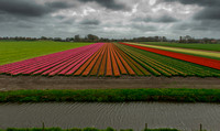 Tulip farms, the netherlands.