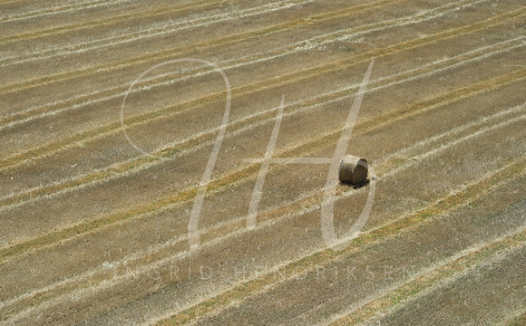 Wheat paddock